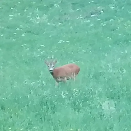 Apartmaji Borstner شقة Vransko