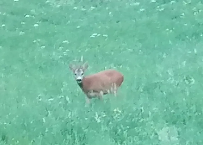 Apartmaji Borstner Apartman Vransko